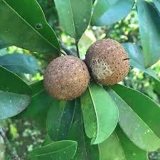 Image result for Manilkara zapota