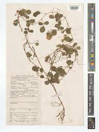 Image result for Grona adscendens