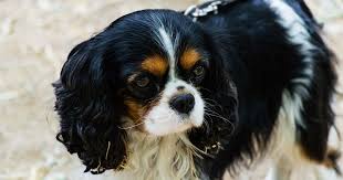 You can see these over the eyes. King Charles Cavalier Spaniel Black Cheap Buy Online