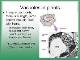 May 07, 2021 · sch. Cells Ppt Download