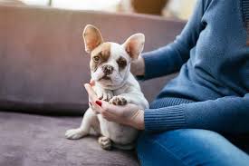 We did not find results for: Amoxicillin For Dogs Pet Ponder