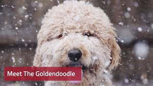 Goldendoodle Dog Breed Information Pictures