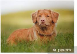 We did not find results for: Poster Nova Scotia Duck Tolling Retriever Pixers Wir Leben Um Zu Verandern