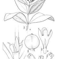 Image result for Ixora kalehensis