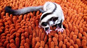 Come visit with us at nj exotic pets in lodi, nj where the creatures are just as exotic as the people who visit! Are Sugar Gliders Legal In New Jersey All You Need To Know The Tilth