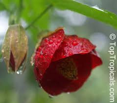 Image result for Abutilon sp.no.1