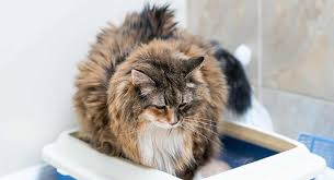 Many cat owners buy a regular size litter box at the store for their cat and then suffer the consequences. Best Litter Box For Large Cats Picking The Perfect Litter Box