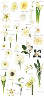 They are a symbol of admiration and unfading beauty and they bloom year round, making them a great choice for casual weddings. Flower Names By Color Wedding Flower Types Flower Names Types Of White Flowers