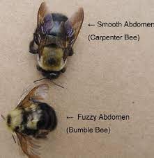 Explore more like carpenter bee vs bumble. Carpenter Bee Information For Scranton Pa Homeowners Seitz Bros