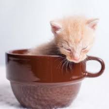 We are always accepting donations for our fantastic java cats! 22 Best Frisky Cat Cafe Ideas Cat Cafe Frisky Cat Lounge
