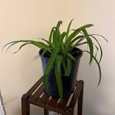 Image result for Chlorophytum nyasae