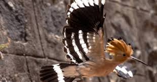 Birds That Start With The Letter Q Amazing Animals Whose Names Begin With The Letter H Hoopoe Birds Animal Facts Animals