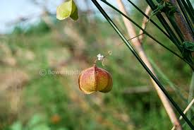 Image result for Cardiospermum corindum