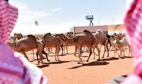 Do they eat camel in dubai? Saudi Arabia To Head World S First Camel Organization Arab News
