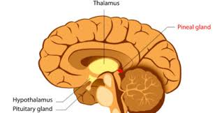 Check spelling or type a new query. Anatomi Dan Fungsi Kelenjar Pineal Konsep Penting Dan Penjelasan Apayangdimaksud Com