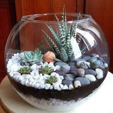 Pin By Loeri De On Arranjos Succulent Garden Diy Plants Succulent Bowls