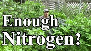 Adding coffee grounds to the soil. No Nitrogen Fertilizer Needed After We Reduced Compost Applications Youtube