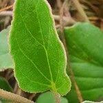 Image result for Commicarpus pedunculosus