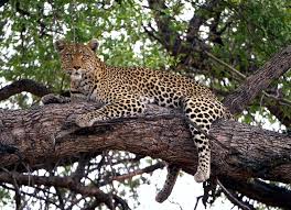 We did not find results for: Hd Wallpaper Leopard Jaguar Animal Wildlife Panther Mammal Ocelot Wallpaper Flare