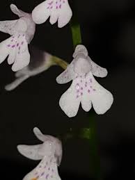 Image result for Stenoglottis