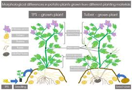 Potato growth stages reprinted from potato production systems, university of id. Augmented Descriptions Of Growth And Development Stages Of Potato Solanum Tuberosum L Grown From Different Types Of Planting Material Kacheyo Annals Of Applied Biology Wiley Online Library