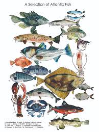 Atlantic Fish Chart Brienne Cosman
