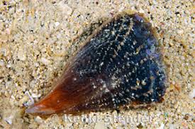 Image result for Nidorella pinnata