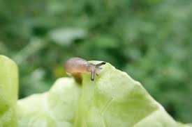 Sie fressen, genau wie die weinbergschnecke, unter tipps zur schneckenbekämpfung im garten. Das Hilft Wirklich Gegen Schnecken Und Nacktschnecken Wurzelwerk