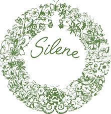 Image result for Silene abyssinica