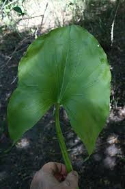 Image result for Limnophyton