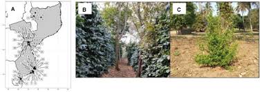 Image result for Coffea mufindiensis