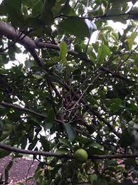 Biji buah benalu kecil dan lengket berfungsi agar mudah terbawa burung. Daun Benalu Jeruk Nipis Jawa Segar Serba Serbi Others Di Carousell