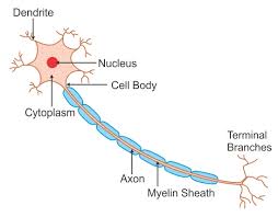 The motor neurons which terminate in muscles carry nerve currents from the motor centres to the muscles. Labeled Diagram Of Nerve Cell Biology Topperlearning Com Wwudaicc