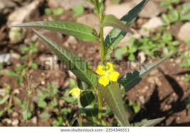 Image result for Ludwigia octovalvis