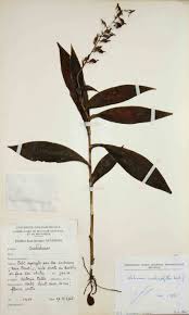 Image result for Habenaria malacophylla
