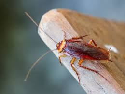 Contact our professionals today to get rid of your unwanted why choose us? Exipest Pest Control Castle Crag Castle Crag Pest Control