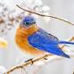 Winter Birding event image