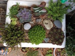 succulent mini garden, belfast sink