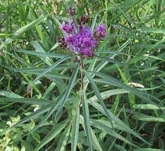 Image result for Vernonia hirsuta