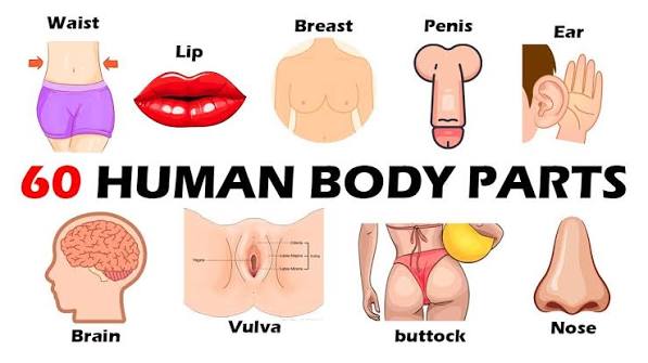 60+ Human Body Parts in English with Pictures | English vocabulary with  Pictures