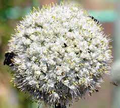 Allium schoenoprasumenergy126 kj (30 kcal)carbohydrates4.35 gsugars 1.85 gdietary fiber 2.5 gfat0.73 gprotein3.27 gvitaminsvitamin a equiv. Allium Tuberosum Garlic Chives