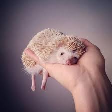What Do Hedgehogs Eat A Healthy Diet For Your Amazing Companion Animal Facts Blog Cute Animals Cute Hedgehog Cute Baby Animals