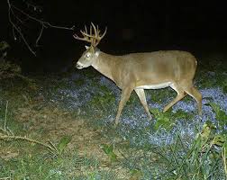 22 Comprehensive Feeding Charts For Deer