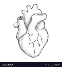 Check spelling or type a new query. How To Draw A Human Heart Step By Step For Beginners