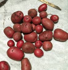 Keep hilling up the soil or add mulch around the plants so that the tubers aren't exposed to sunlight. Growing Potatoes From Dirt To Dinner