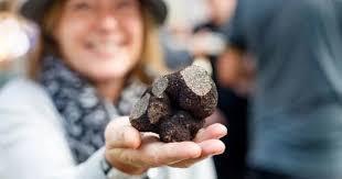 Du khách hào hứng đi săn "vàng đen", thuê cả chó chuyên dụng để tìm kiếm