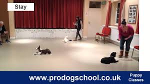 Paws & possibilities provided a safe and controlled environment for my puppy to meet and learn to play with other puppies of a similar age in the puppy socialization class. Puppy Training And Socialisation Classes Pro Dog School West Sussex Uk Youtube