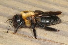 Carpenter bee males cannot sting. How To Get Rid Of Carpenter Bees Lawnstarter