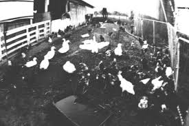 Slender Man Sighting Slenderman Slenderman Sightings Creepy Horror