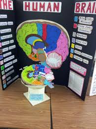 Brain Model Project Ideas Bing Images Biology Projects Brain Models School Science Projects
